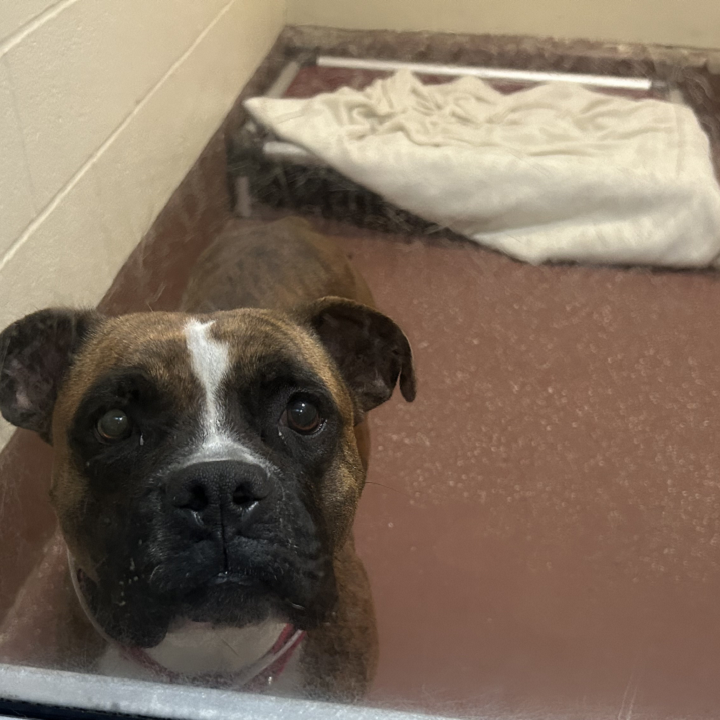 Dog available for adoption at Louisville Metro Animal Services